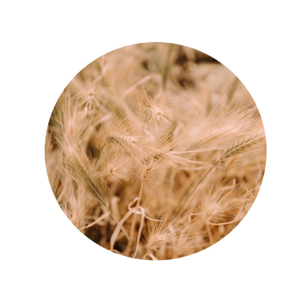 grains entiers